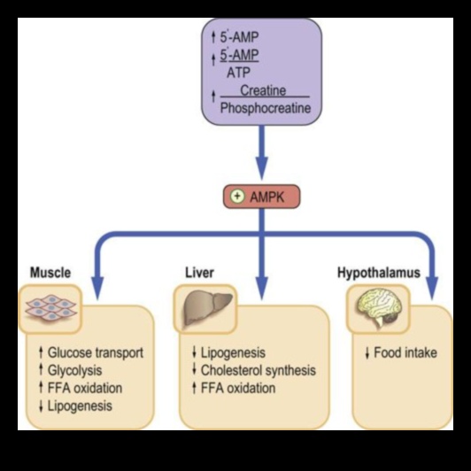 التوازن الكيميائي الحيوي: التنقل في مسارات الصحة الغذائية