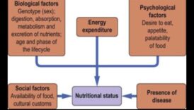 التوازن الكيميائي الحيوي: التنقل في مسارات الصحة الغذائية