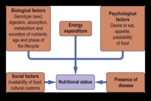 التوازن الكيميائي الحيوي: التنقل في مسارات الصحة الغذائية