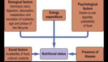 التوازن الكيميائي الحيوي: التنقل في مسارات الصحة الغذائية
