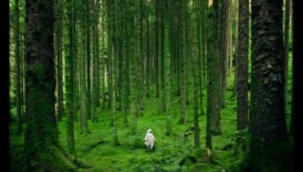 العافية في كل صخرة: سحر المعادن الأساسية