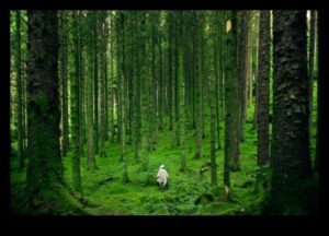 العافية في كل صخرة: سحر المعادن الأساسية