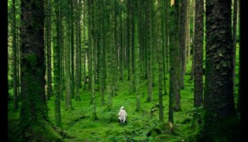 العافية في كل صخرة: سحر المعادن الأساسية