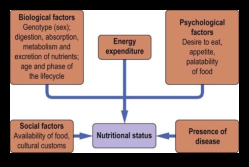 التوازن الكيميائي الحيوي: التنقل في مسارات الصحة الغذائية